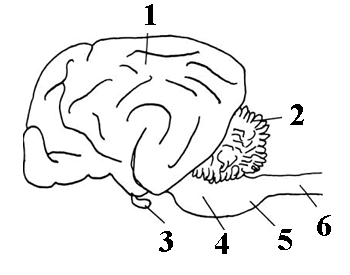 Vitamina B5