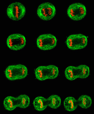 La Mitosis