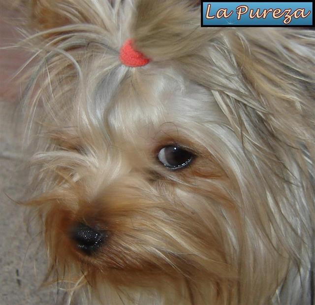 La Perra Yorkshire Terrier