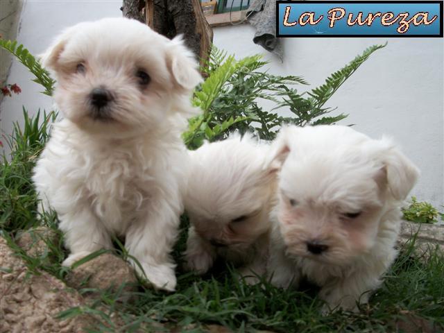 Cachorros malteses