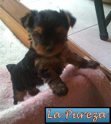 El Cachorro
