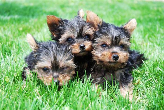 Cachorros en el Jardin