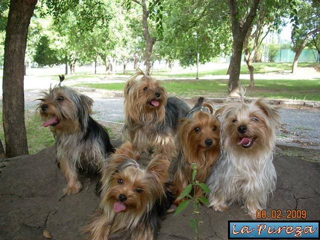 La Raza Yorkshire Terrier