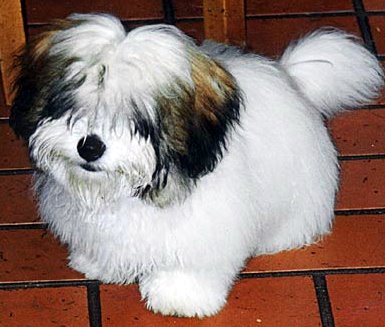 Coton de Tulear