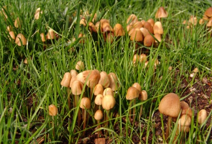 Hongos en el Jardín