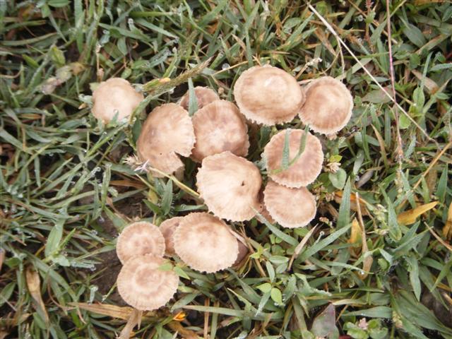 Hongos en el Pasto