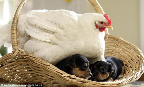 Gallina Cuidando Cachorros